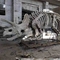 Esqueleto de dinossauro grande ao ar livre, modelo de esqueleto de dinossauro à prova de sol